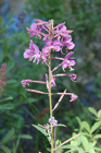 Fireweed