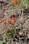 Indian Paintbrush