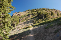 Mountain Hemlocks