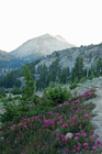 Lassen Peak & Brewer's mountain-heather