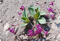 Clycladenia