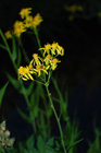 Sierra Ragwort