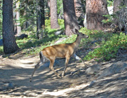 Mule Deer