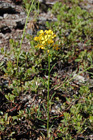 Western Wallflower