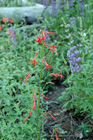 Scarlet Gilia