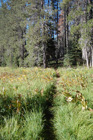 trail along Grassy Creek