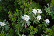 Western labrador-tea