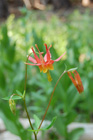 Crimson columbine