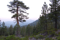 Jeffrey Pine along the switchbacks