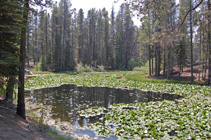 Lily Pond