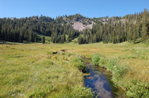 Paradise Meadow