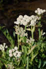 Ranger buttons (Swamp whiteheads)