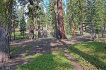 firs & Pinemat manzanita 1/2 way up the trail