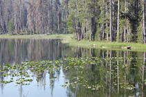 Yellow pond-lilies at west end Horseshoe Lake