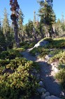 Pinemat manzanita along the trail