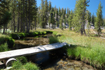 footlog at Lower Meadow