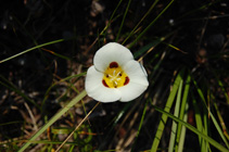 Mariposa lily