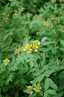 Streambank lotus