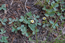 Mountain strawberry