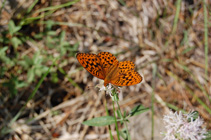 Fritillary on Pennyroyal