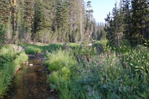 North Fork Feather River (North Arm Rice Creek)