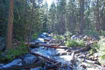 N Fork Bailey Cr nest to campsite