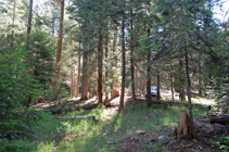 campsite from near S Fork Bailey Cr